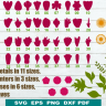5 Petal Flower SVG, 6 Petal Flower SVG, 8 Petal Flower SVG, Flower Petal SVG, Flower Petal SVG Free